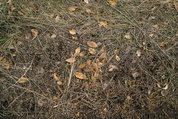 Dry grass and yellow leaves. Green grass and dry grass. Abstract natural background