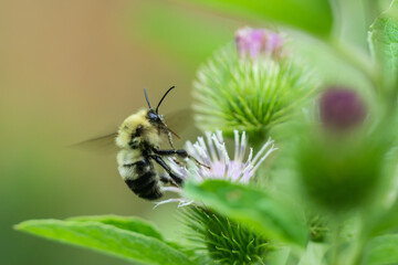 Bumblebee on Burdock Flowers in Summer