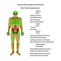 Esqueleto humano huesos del cuerpo vista frontal vector