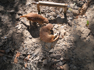 Meerkats are playing in the meadow