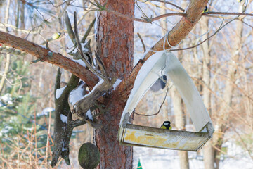 A bird feeder hangs on a tree in the village yard