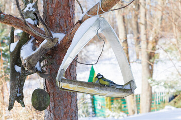 A bird feeder hangs on a tree in the village yard
