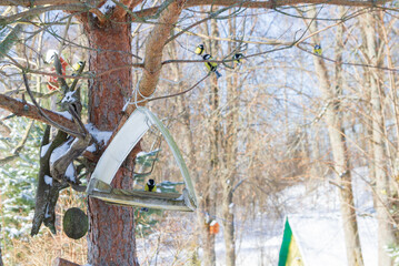 A bird feeder hangs on a tree in the village yard