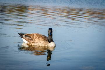 ducks swimming lack with reflection