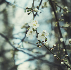 Announcing the beginning of spring days