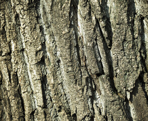 The texture of a tree bark in the soft sunlight