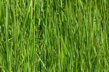 Fototapeta na wymiar Fresh green blades of grass during springtime