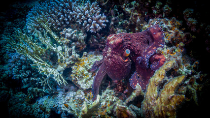 Fototapeta na wymiar Octopus in search of prey