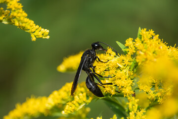 Great Black Digger Wasp on Goldenrod Flowers
