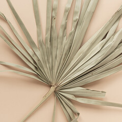 Closeup of dry tropical palm leaf. Peachy pale background. Minimal floral texture composition.