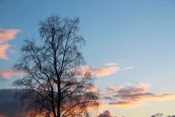 Fototapeta na wymiar birch tree silhouette with beautiful evening cloudy sky