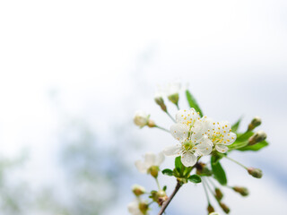 Blooming cherry. Spring flowering. Spring Festival