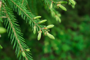 green fir branch with young overgrown branches