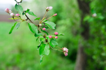 apple blossom buds on green background