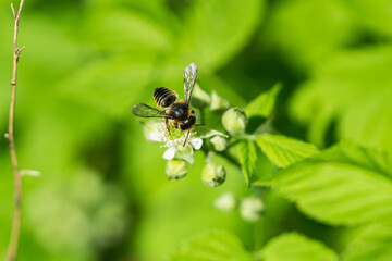 Leafcutter Bee on Black Raspberry Flowers