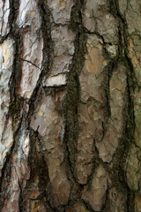 Old tree bark with a pattern. Plant background