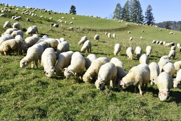 wypas owiec, Redyk, owce schodzą z hal w doliny, przejście owiec przez miasto, tradycja w Małopolsce,  - obrazy, fototapety, plakaty