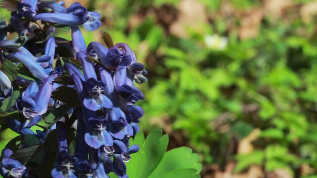 The flower of the Corydalis solida, the fumewort
