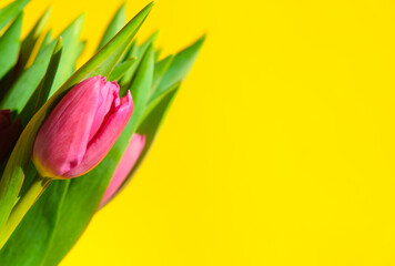 Spring card. Pink tulip bouquet on yellow background. Easter and spring greeting card. Copyspace for text.