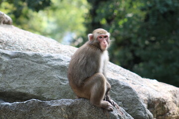macaque on the rock