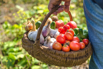 Farmer with vegetables in the basket. Freshly harvested produce in the garden - farm fresh vegetable, organic farming concept.
