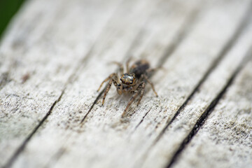 Dimorphic Jumping Spider in Springtime