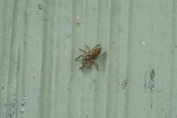 Dimorphic Jumping Spider in Springtime
