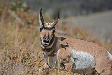 Proghorn stares at the camera in Yellowstone National Park.