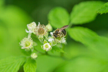 Mining Bee on Black Raspberry Flowers