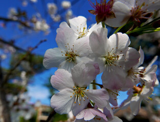 eleganti rami di pesco fioriti in primavera contro il cielo blu