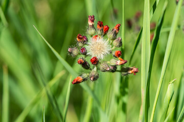 Orange Hawkweed Flowers in Springtime
