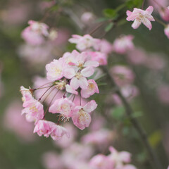 Beautiful floral spring abstract background of nature. Branches of blossoming cherry with selective focus. Banner For easter and spring greeting cards with copy space