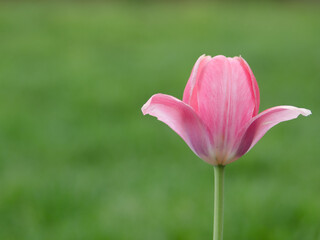 Obraz na płótnie Canvas pink tulip on green background