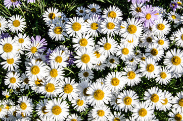 White and purple daisies. Flowers background