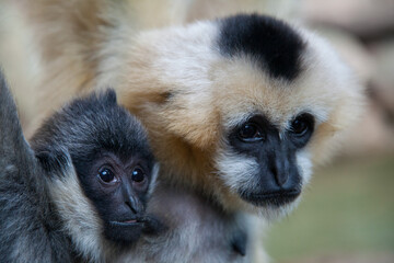 White faced baby gibbon monkey with momma