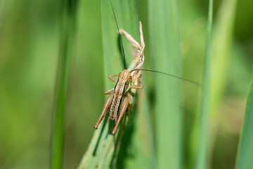 Roesel's Katydid on Leaf in Springtime