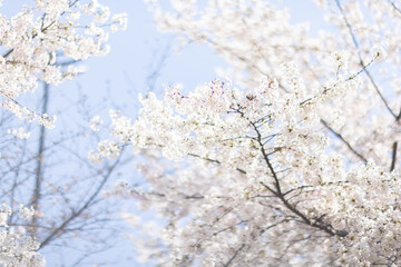 Beautiful floral spring abstract background of nature. Branches of blossoming cherry with selective focus. Banner For easter and spring greeting cards with copy space