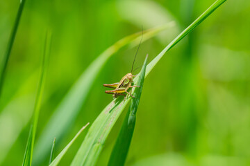 Roesel's Katydid on Leaf in Springtime
