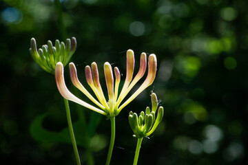 Fleur de chèvrefeuille en forme de calice éclairée par le soleil printanier