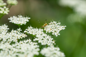 Scudder's Bush Katydid Nymph in Springtime