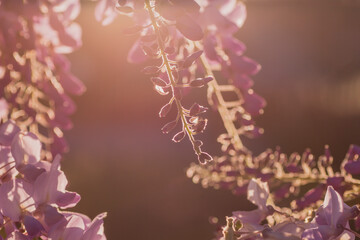 Blossoming wisteria purple flowers