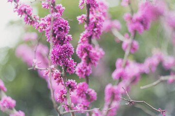 Beautiful floral spring abstract background of nature. Branches of blossoming tree with selective focus. Banner For easter and spring greeting cards with copy space