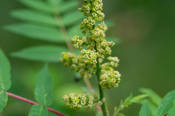 Sumac Flowers in Bloom in Summer