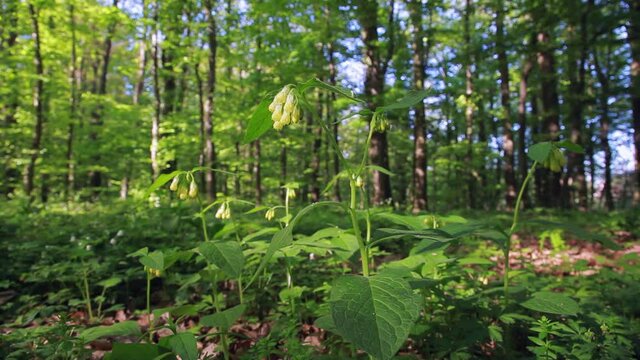 The tuberous comfrey flowers in the forest