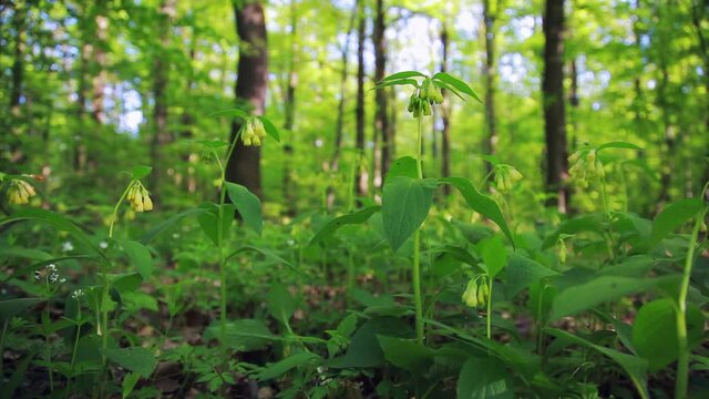 The tuberous comfrey flowers in the forest