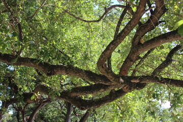 Tree branches high  angle 