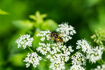 Transverse Banded Flower Fly on Ground Elder Flowers