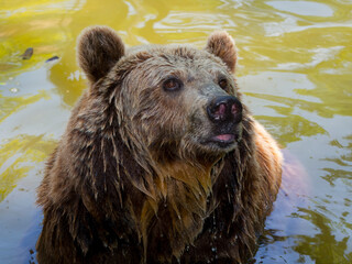 An European brown bear have a bath in a sunny day