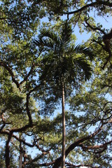 High trees in the sky 