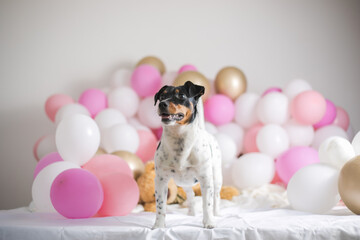 Fototapeta na wymiar Happy first dog birthday. Beautiful jack russel terrier dog with many balloons on white background. Pets and holiday concept